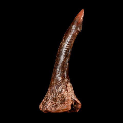 2.3" Sawfish Fossil Tooth Barb Onchopristis Numidus Cretaceous Dinosaur Era COA
