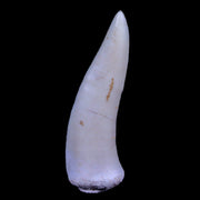 1.7" Saber Toothed Herring Fossil Fang Enchodus Libycus Cretaceous COA Stand