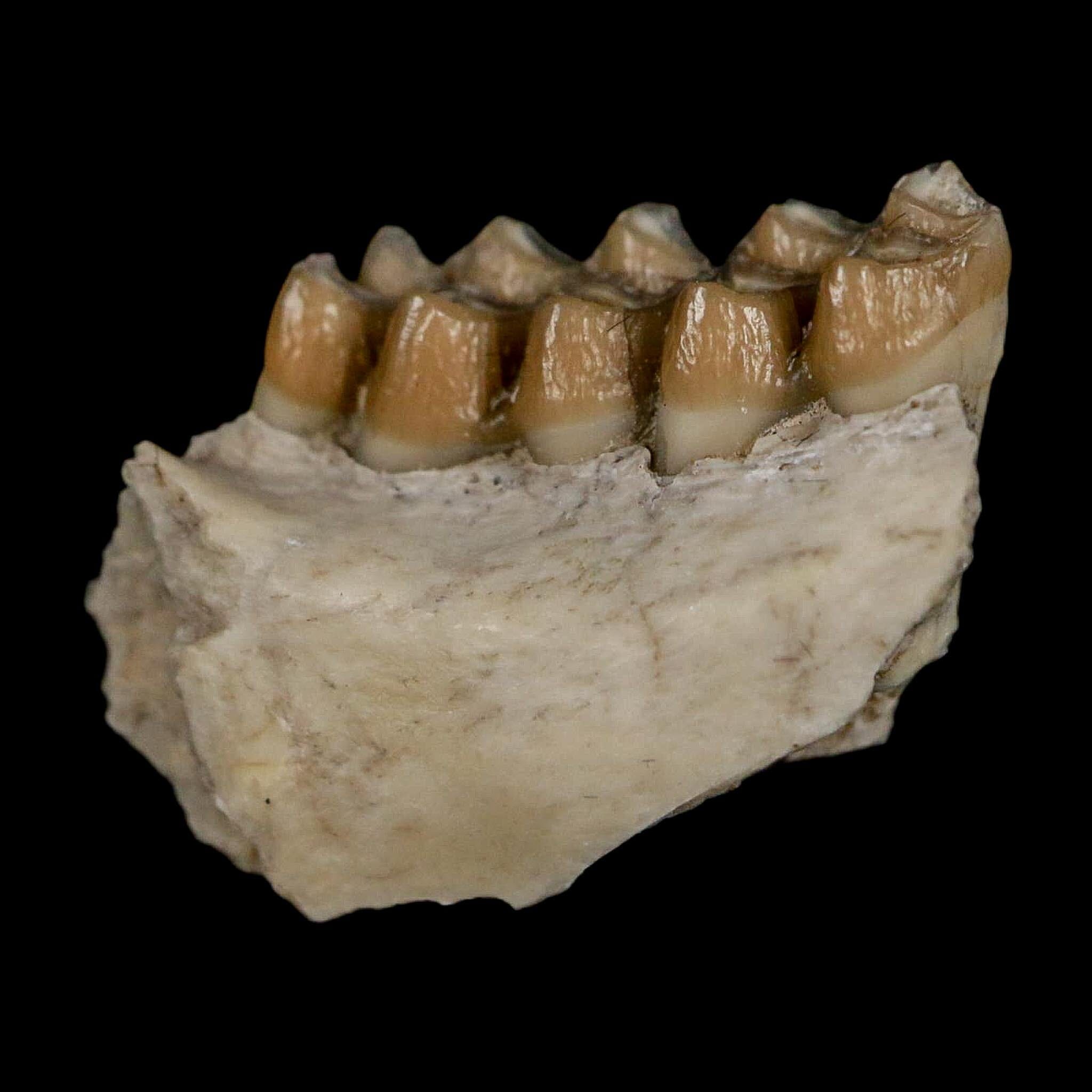 0.8" Leptomeryx Evansi Oligocene Age Fossil Deer Jaw Teeth Wyoming Display COA - Fossil Age Minerals