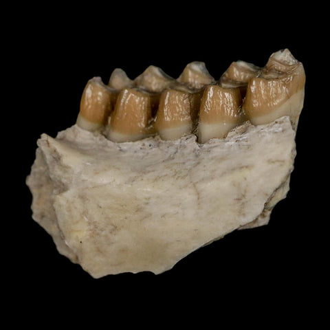 0.8" Leptomeryx Evansi Oligocene Age Fossil Deer Jaw Teeth Wyoming Display COA - Fossil Age Minerals