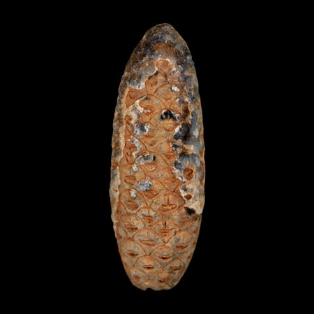 XL 2.2" Fossil Pine Cone Equicalastrobus Replaced By Agate Eocene Age Seeds Fruit