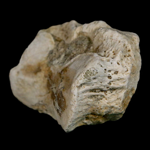 1.8" Brontothere Fossil Toe Bone Eocene Age Badlands S Dakota Titanothere COA - Fossil Age Minerals