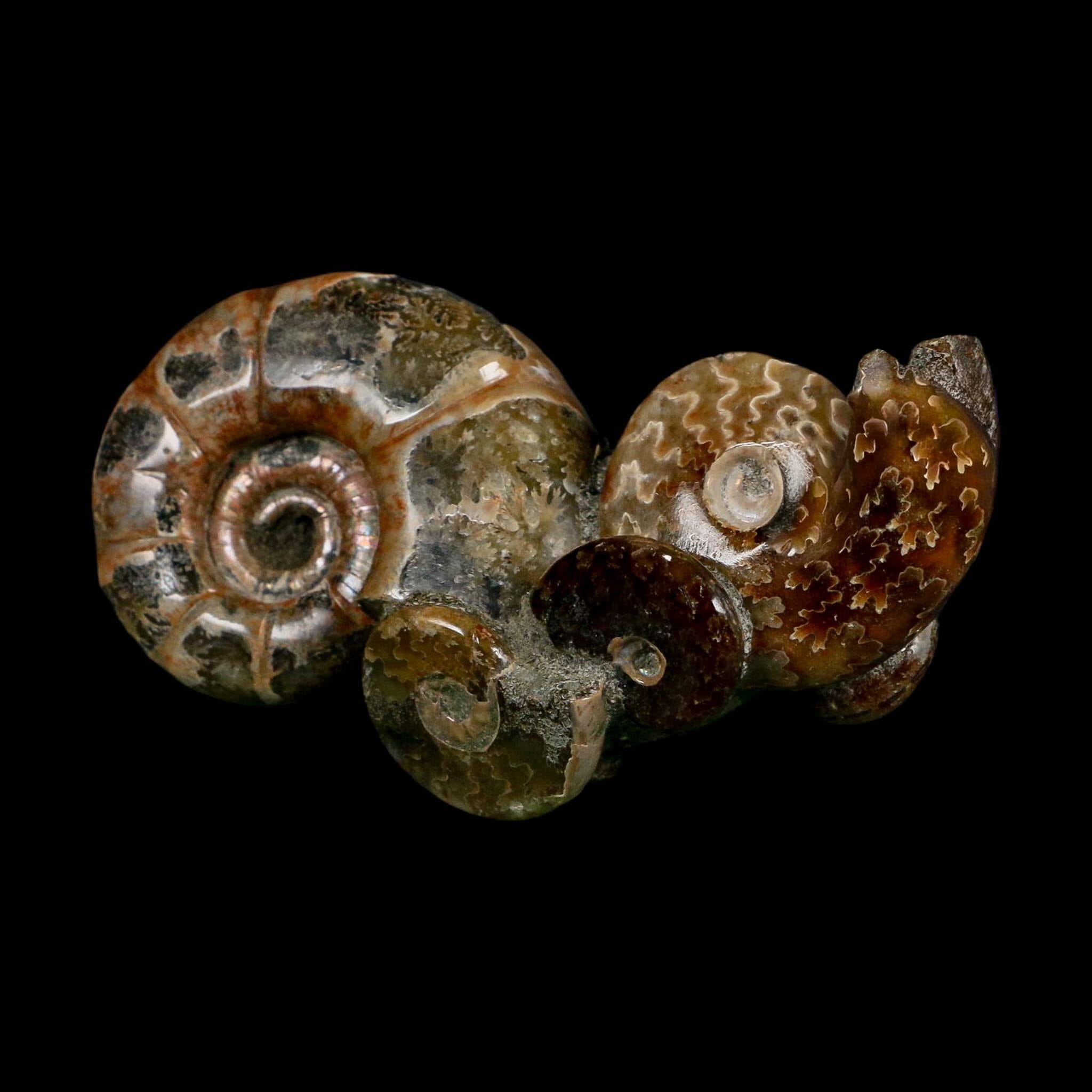 3.6" Cleoniceras Ammonite Fossil Cluster Self Standing Madagascar Jurassic Age
