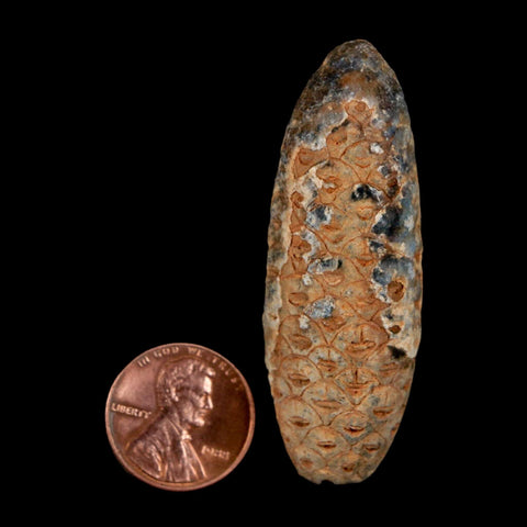 XL 2.2" Fossil Pine Cone Equicalastrobus Replaced By Agate Eocene Age Seeds Fruit - Fossil Age Minerals