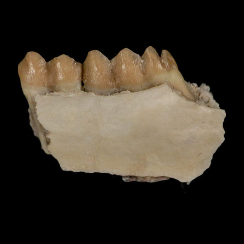 0.8" Leptomeryx Evansi Oligocene Age Fossil Deer Jaw Teeth Wyoming Display COA - Fossil Age Minerals