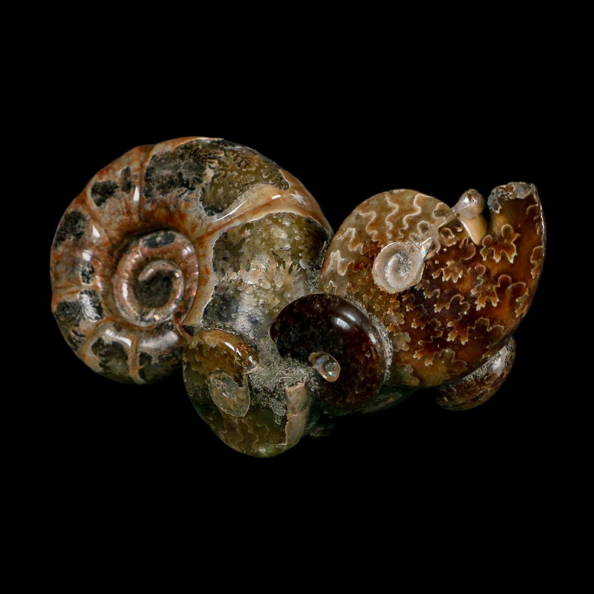 3.6" Cleoniceras Ammonite Fossil Cluster Self Standing Madagascar Jurassic Age