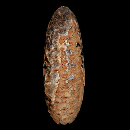 XL 2.2" Fossil Pine Cone Equicalastrobus Replaced By Agate Eocene Age Seeds Fruit
