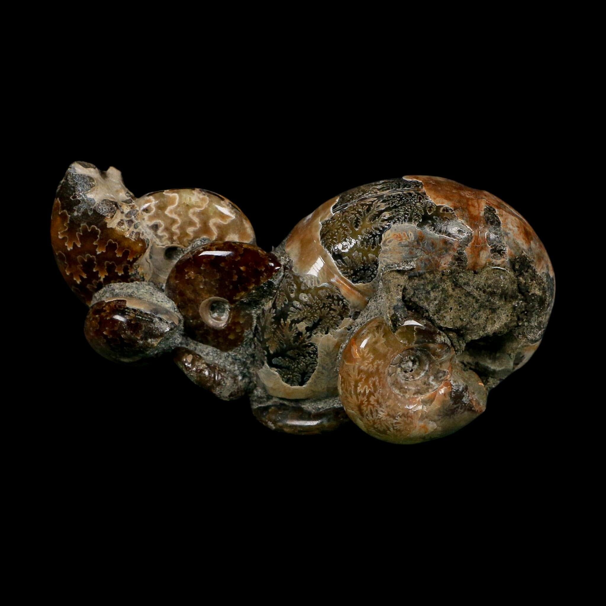 3.6" Cleoniceras Ammonite Fossil Cluster Self Standing Madagascar Jurassic Age