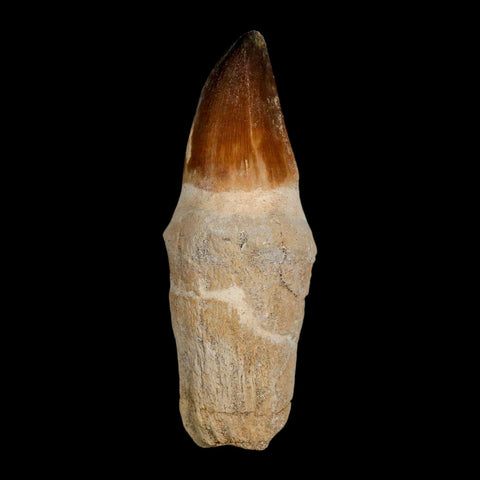 XL 4" Mosasaur Prognathodon Fossil Tooth Rooted Cretaceous Dinosaur Era COA - Fossil Age Minerals