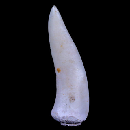 1.7" Saber Toothed Herring Fossil Fang Enchodus Libycus Cretaceous COA Stand