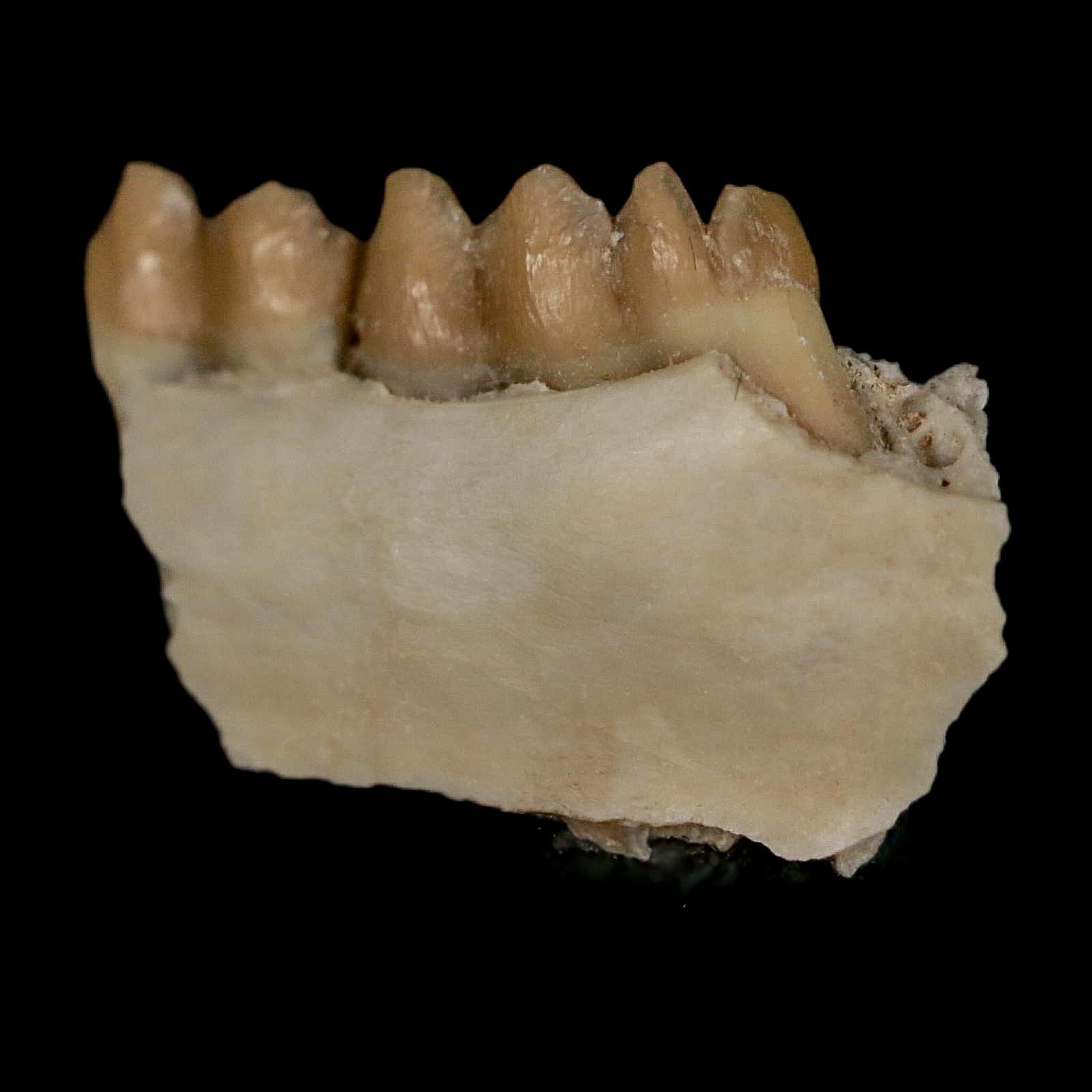 0.8" Leptomeryx Evansi Oligocene Age Fossil Deer Jaw Teeth Wyoming Display COA - Fossil Age Minerals