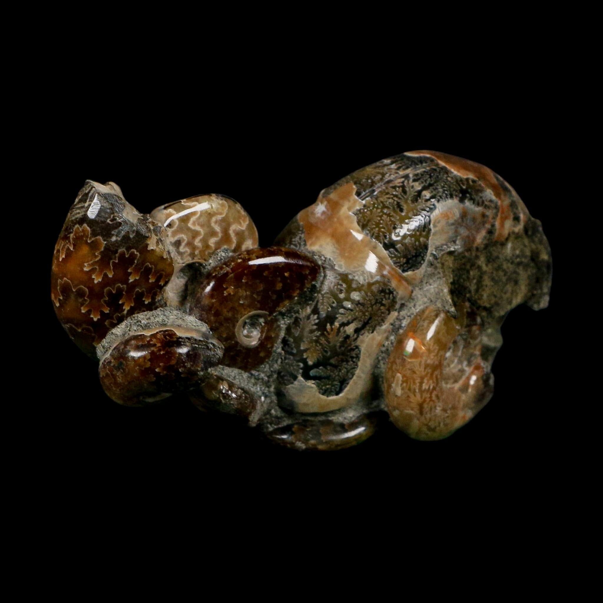 3.6" Cleoniceras Ammonite Fossil Cluster Self Standing Madagascar Jurassic Age