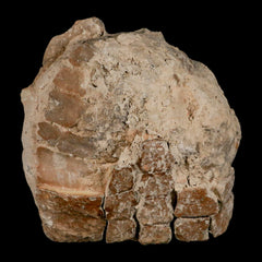 Reptile Fossil Collection