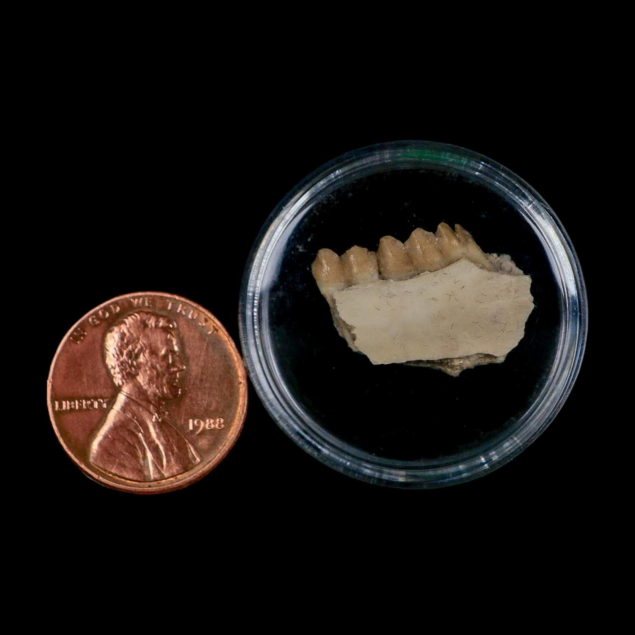0.8" Leptomeryx Evansi Oligocene Age Fossil Deer Jaw Teeth Wyoming Display COA - Fossil Age Minerals