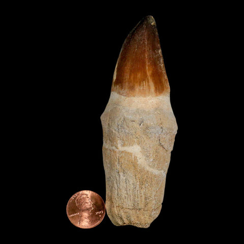 XL 4" Mosasaur Prognathodon Fossil Tooth Rooted Cretaceous Dinosaur Era COA - Fossil Age Minerals
