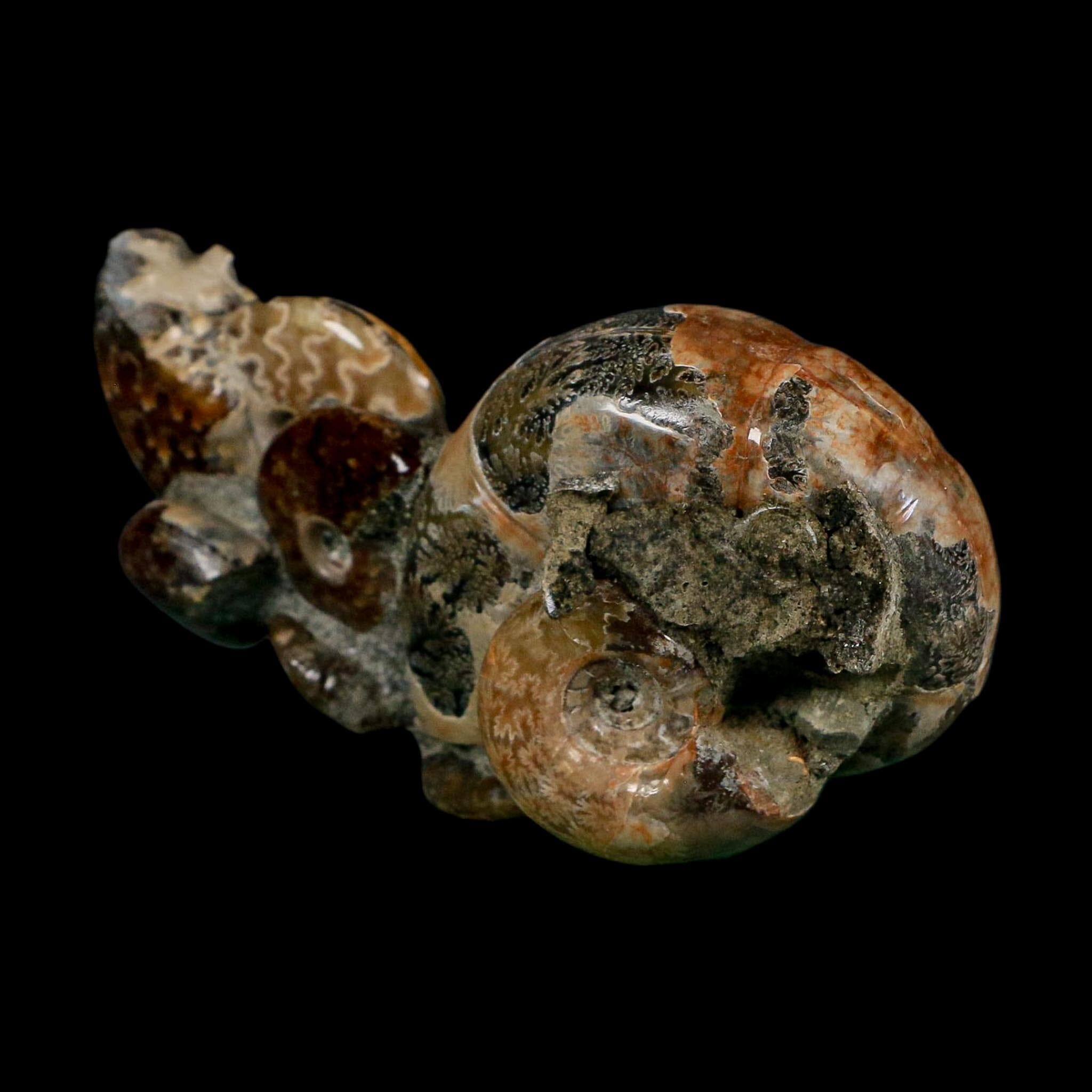 3.6" Cleoniceras Ammonite Fossil Cluster Self Standing Madagascar Jurassic Age