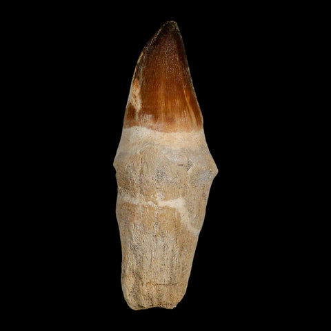 XL 4" Mosasaur Prognathodon Fossil Tooth Rooted Cretaceous Dinosaur Era COA - Fossil Age Minerals