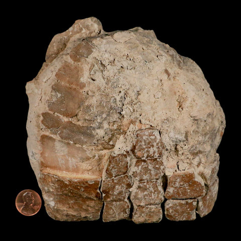 5.3" Fossil Turtle Shell Stylemys Tortoise Oligocene Age Badlands South Dakota - Fossil Age Minerals