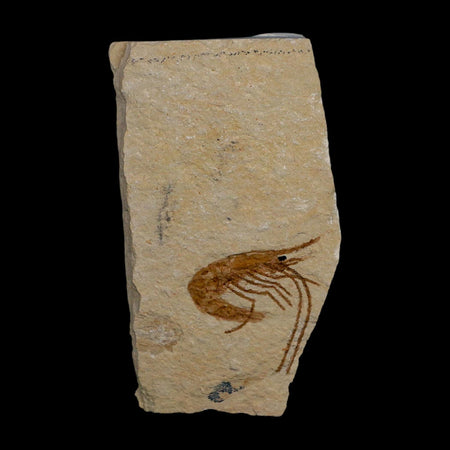 1.2" Fossil Shrimp Carpopenaeus Cretaceous Age 100 Mil Yrs Old Lebanon COA