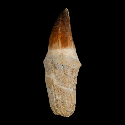XL 4" Mosasaur Prognathodon Fossil Tooth Rooted Cretaceous Dinosaur Era COA - Fossil Age Minerals
