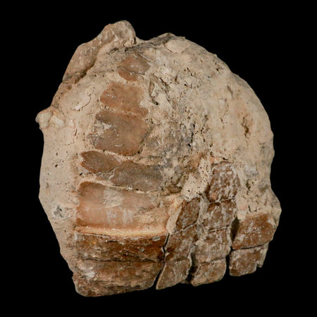 5.3" Fossil Turtle Shell Stylemys Tortoise Oligocene Age Badlands South Dakota