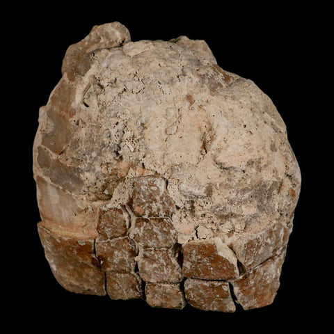 5.3" Fossil Turtle Shell Stylemys Tortoise Oligocene Age Badlands South Dakota - Fossil Age Minerals