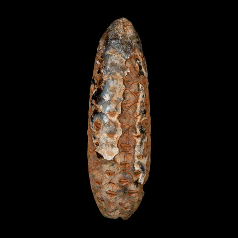XL 2.2" Fossil Pine Cone Equicalastrobus Replaced By Agate Eocene Age Seeds Fruit - Fossil Age Minerals