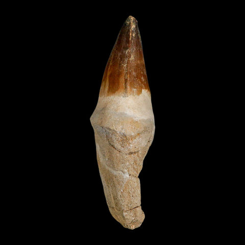 XL 4" Mosasaur Prognathodon Fossil Tooth Rooted Cretaceous Dinosaur Era COA - Fossil Age Minerals