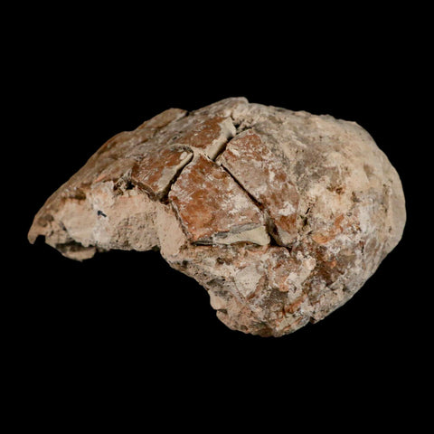 5.3" Fossil Turtle Shell Stylemys Tortoise Oligocene Age Badlands South Dakota - Fossil Age Minerals
