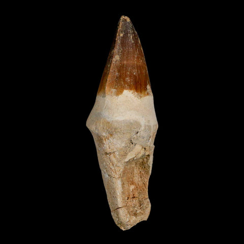 XL 4" Mosasaur Prognathodon Fossil Tooth Rooted Cretaceous Dinosaur Era COA - Fossil Age Minerals