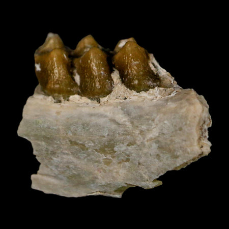 0.6" Leptomeryx Evansi Oligocene Age Fossil Deer Jaw Teeth Wyoming Display COA