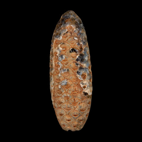 XL 2.2" Fossil Pine Cone Equicalastrobus Replaced By Agate Eocene Age Seeds Fruit - Fossil Age Minerals