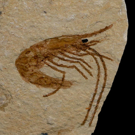 1.2" Fossil Shrimp Carpopenaeus Cretaceous Age 100 Mil Yrs Old Lebanon COA