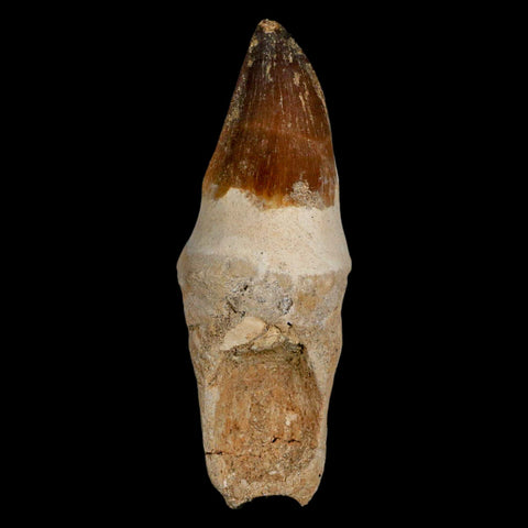 XL 4" Mosasaur Prognathodon Fossil Tooth Rooted Cretaceous Dinosaur Era COA - Fossil Age Minerals