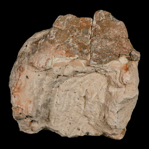 5.3" Fossil Turtle Shell Stylemys Tortoise Oligocene Age Badlands South Dakota - Fossil Age Minerals