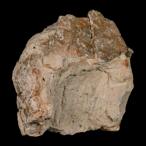 5.3" Fossil Turtle Shell Stylemys Tortoise Oligocene Age Badlands South Dakota - Fossil Age Minerals