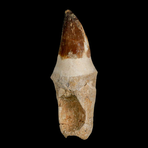 XL 4" Mosasaur Prognathodon Fossil Tooth Rooted Cretaceous Dinosaur Era COA - Fossil Age Minerals