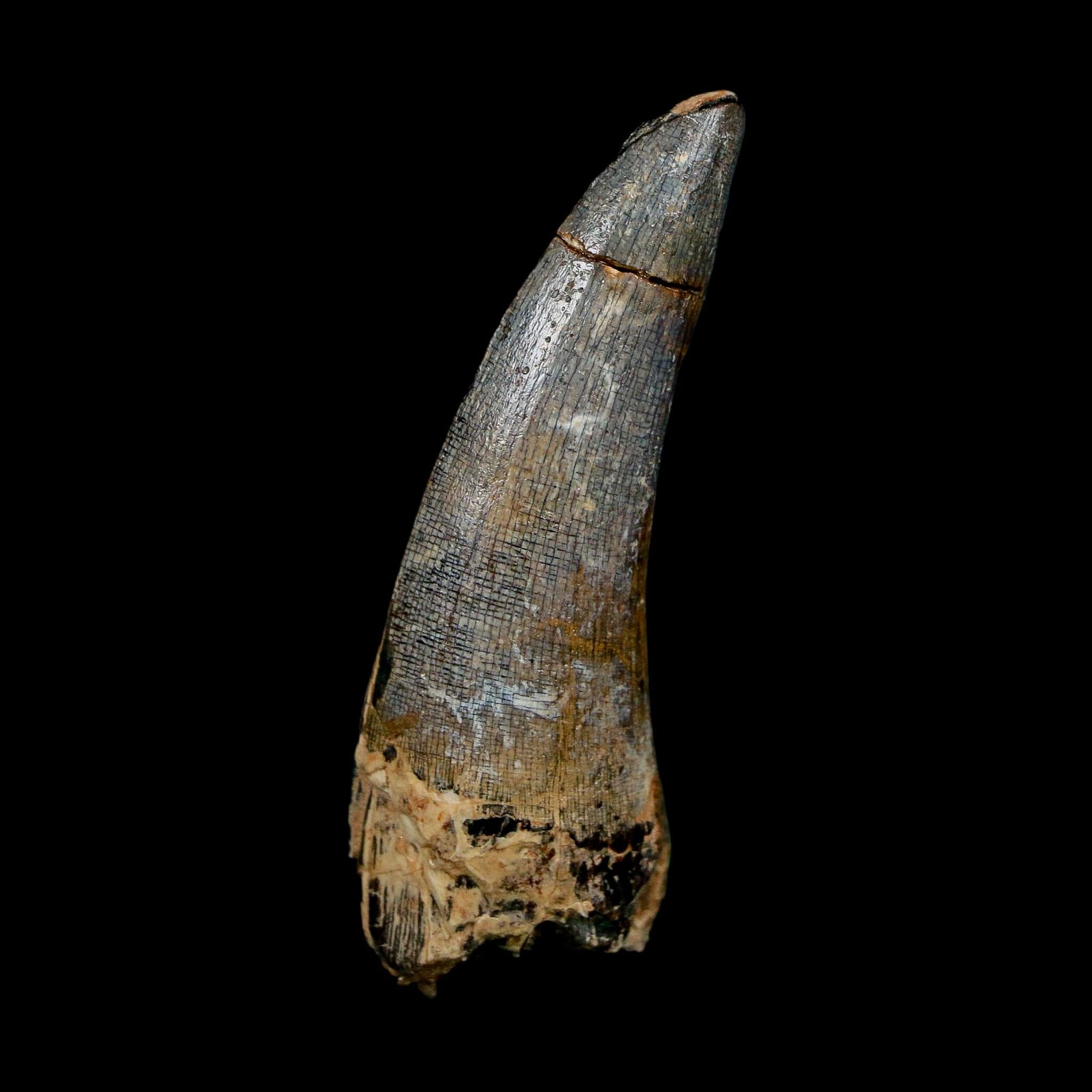2.3" Suchomimus Fossil Tooth Cretaceous Spinosaurid Dinosaur Elraz FM Niger COA
