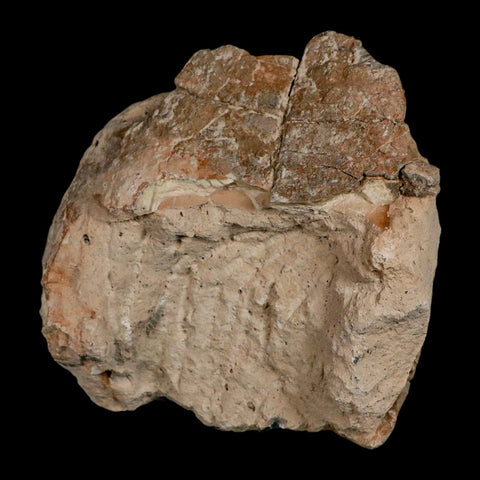 5.3" Fossil Turtle Shell Stylemys Tortoise Oligocene Age Badlands South Dakota - Fossil Age Minerals