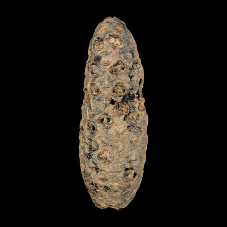 XL 2.3" Fossil Pine Cone Equicalastrobus Replaced By Agate Eocene Age Seeds Fruit