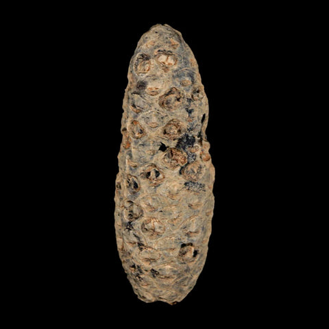 XL 2.3" Fossil Pine Cone Equicalastrobus Replaced By Agate Eocene Age Seeds Fruit - Fossil Age Minerals