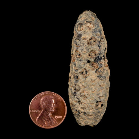 XL 2.3" Fossil Pine Cone Equicalastrobus Replaced By Agate Eocene Age Seeds Fruit - Fossil Age Minerals