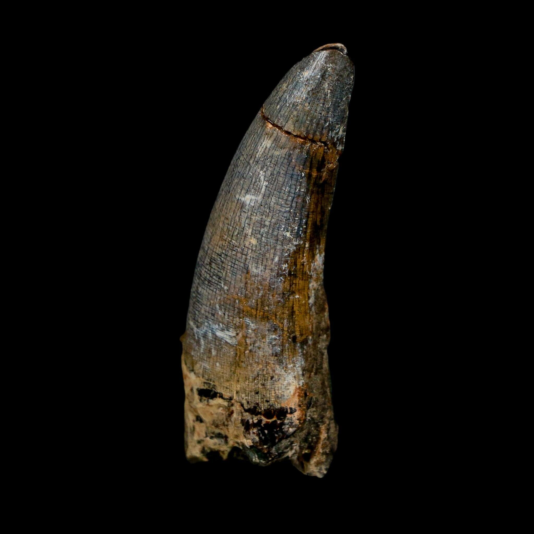 2.3" Suchomimus Fossil Tooth Cretaceous Spinosaurid Dinosaur Elraz FM Niger COA
