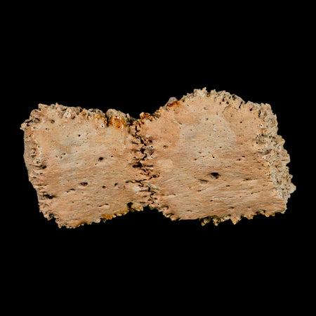 3.8" Glyptodon Fossil Osteoderm Scute Plates Bony Armor Pleistocene Uruguay COA