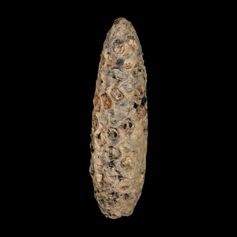 XL 2.3" Fossil Pine Cone Equicalastrobus Replaced By Agate Eocene Age Seeds Fruit - Fossil Age Minerals
