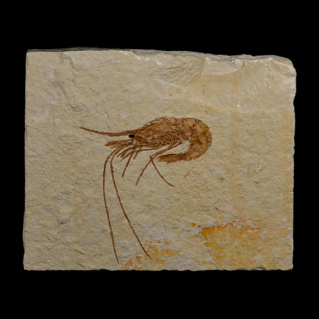 1.6" Fossil Shrimp Carpopenaeus Cretaceous Age 100 Mil Yrs Old Lebanon COA