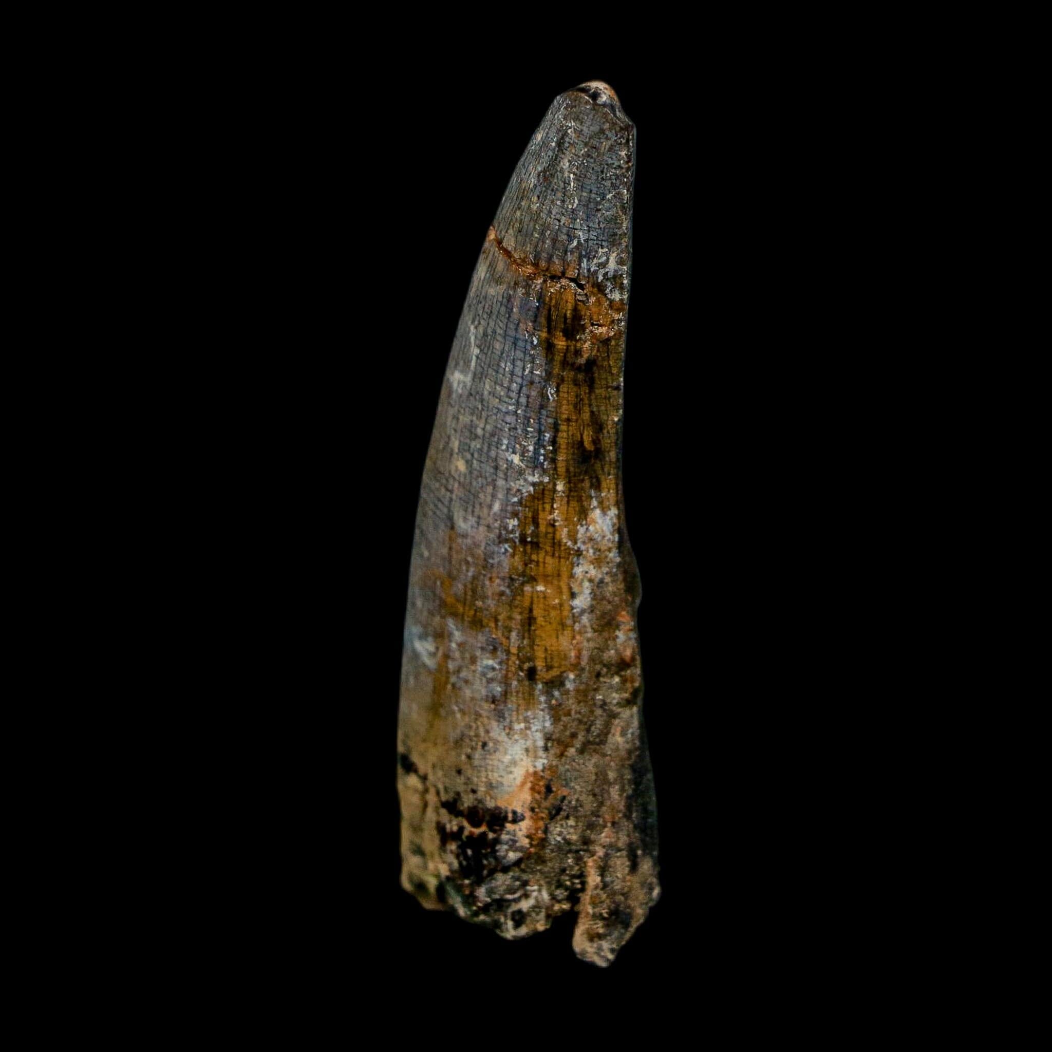 2.3" Suchomimus Fossil Tooth Cretaceous Spinosaurid Dinosaur Elraz FM Niger COA