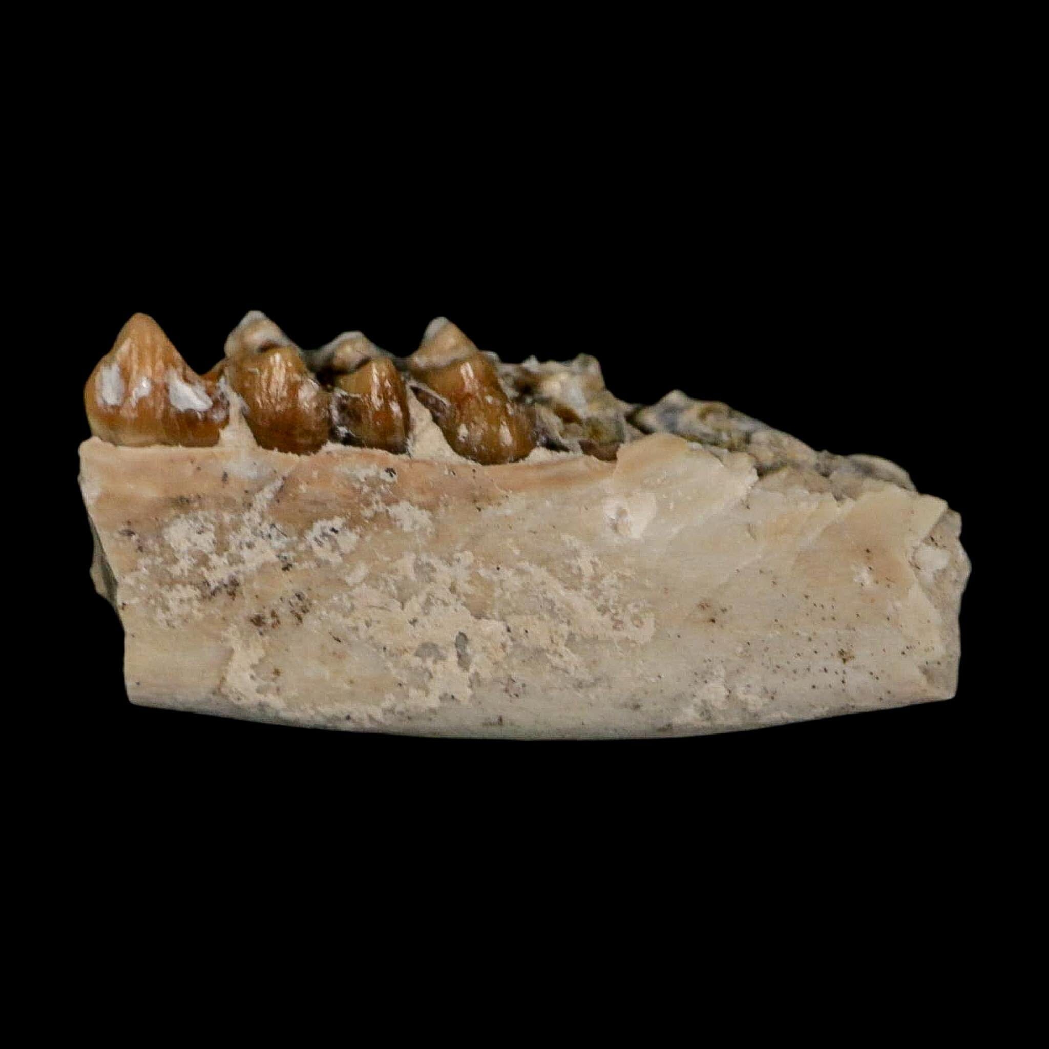 1" Leptomeryx Evansi Oligocene Age Fossil Deer Jaw Teeth Wyoming Display COA - Fossil Age Minerals