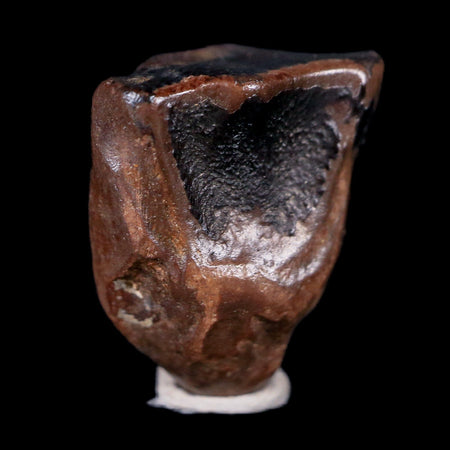 XL 0.6" Triceratops Fossil Tooth Hell Creek FM Cretaceous Dinosaur MT COA & Display