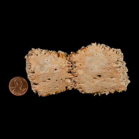 3.8" Glyptodon Fossil Osteoderm Scute Plates Bony Armor Pleistocene Uruguay COA - Fossil Age Minerals